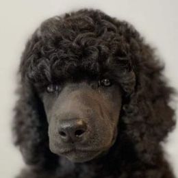 Poodles and Silken Windhounds from The Texas Haven Hounds