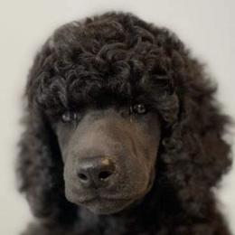 Poodles and Silken Windhounds from The Texas Haven Hounds