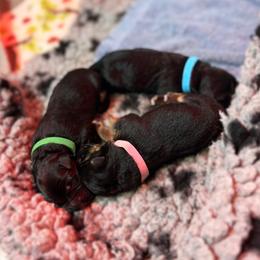 German Shepherd Puppies from Aus Dem Meer