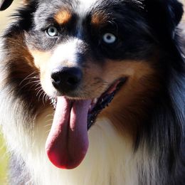 Australian Shepherds and Miniature Australian Shepherds from Farmside Aussies