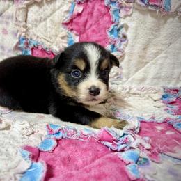 Tri female 3 - Black tri female Miniature Australian Shepherd puppy in Lemon Cove, California from Magic Ranch Mini Aussies