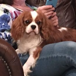 Cavalier King Charles Spaniel Puppies from Castlemar Cavaliers