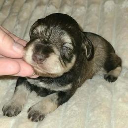 Keizer - Liver male Miniature Schnauzer puppy in Graham, Washington from Kristy's French Bulldogs & Mini Schnauzers
