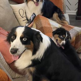 Australian Shepherd All Grown Up from Raven Creek Farms