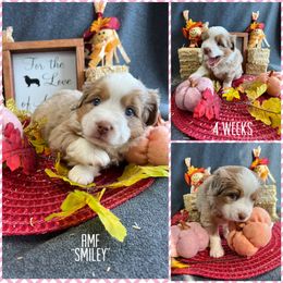Girl 1 - Red merle Miniature Australian Shepherd puppy in Woodlake, California from For the Love of Aussie