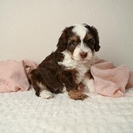 Brave - Red tri-color female Aussiedoodle puppy in Lincoln, California from Frenchie LOVE and Doodles