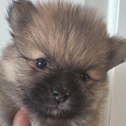 Aubrey Bliss - Red sable female Pomeranian puppy in El Centro, California from BabyBooPoms