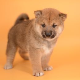Harley -FULL REGISTRATION INCLUDED- - Red male Shiba Inu puppy in Neosho, Missouri from Kenny Cave K9s