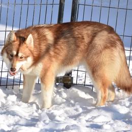 Crims - Siberian Husky