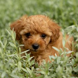 Maple - Cream female Poodle puppy in Narvon, Pennsylvania from Corgi Companions
