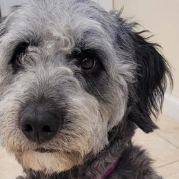 Aussiedoodles, Goldendoodles, and Labradoodles from Shire Sites & Dams