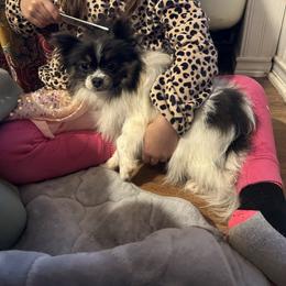 Jasmine - Tri-colored female Pomeranian puppy in Tyler, Texas from Aukland’s Poms