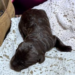 Garth Brooks - Chocolate male Labradoodle puppy in Kingston, Georgia from CC Familydoodles