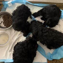Miniature Schnauzer puppies from David's Pups