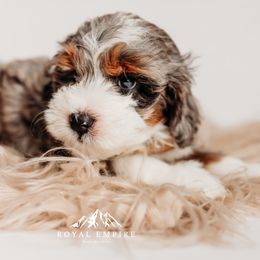 Mariner - Blue merle male Bernedoodle puppy in Grants Pass, Oregon from Royal Empire Bernedoodles