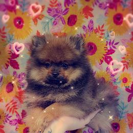 French Bulldog and Pomeranian Puppies from Purrs N Poms