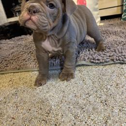 Aussiedoodle, Bulldog, Miniature Australian Shepherd, Poodle, and Toy Australian Shepherd Puppies from Mowry Creek Mini Aussiedoodles and More