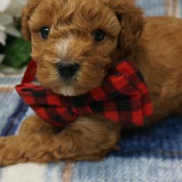 Bichon Frises, Companion Crosses, Maltipoos, and Poodles from Panther Creek Road