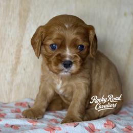 Nyx - Ruby female Cavalier King Charles Spaniel puppy in Nashville, Arkansas from Rocky Road Puppies