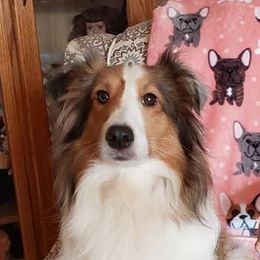Dottie - Shetland Sheepdog