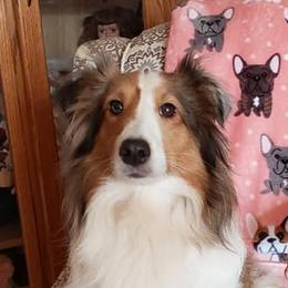 Dottie - Shetland Sheepdog