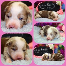 Firefly - Red merle female Australian Shepherd puppy in Levelland, Texas from Once Upon a Time Aussies