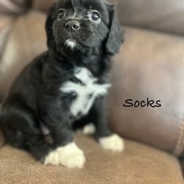 Socks - Black and white female Cavalier King Charles Spaniel puppy in Joseph, Utah from Pemberly Cavaliers