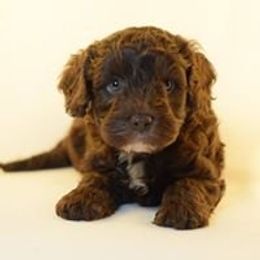 Labradoodle Puppies from Ocean View Labradoodles
