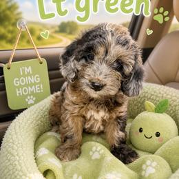 Simon light green collar - Merle male Goldendoodle puppy in North Branch, Michigan from Graceful Miniature Goldendoodles