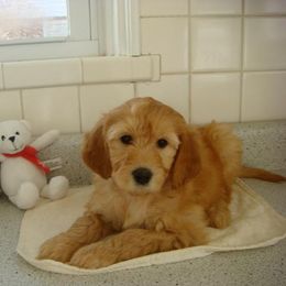 Australian Labradoodle Puppies from St. Louis Australian Labradoodles