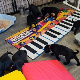 Golden Retriever and Labrador Retriever Puppies from Sutter Bay Retrievers