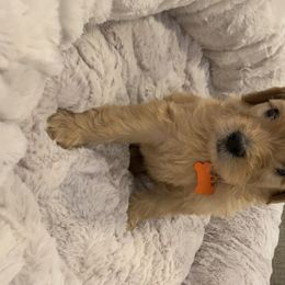 Goldendoodle and Poodle Puppies from Megan Lennox