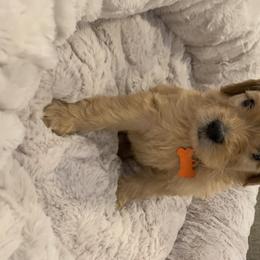 Goldendoodle and Poodle Puppies from Megan Lennox