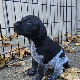 Black female - Black roan female German Shorthaired Pointer puppy in Oakland City, Indiana from Cox Family Farms