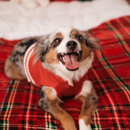 Sadie - Toy Australian Shepherd