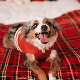 Sadie - Toy Australian Shepherd