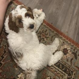 "Hank, Spring ‘23 litter" Goldendoodle and Poodle Puppies from Red Mountain Minis