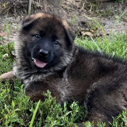 Stormy - Sable female German Shepherd puppy in Sand Springs, Oklahoma from Austerlitz German Shepherds