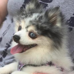 Pomskies from Playful Pomsky