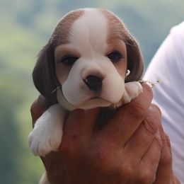 Beagle Puppies from Long Creek Beagles