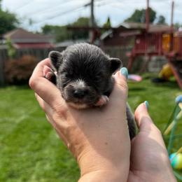 Blue female - Blue female Pomeranian puppy in Oak Lawn, Illinois from Pomeranian Boutique