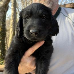 Purple Boy - Black male Flat-Coated Retriever puppy in Stevensville, Michigan from Grand Mere Flat Coated Retrievers