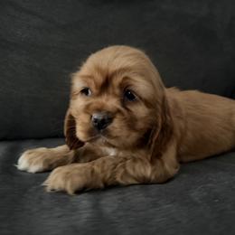Cocker Spaniel Puppies from A&J Kennel
