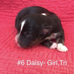 Miniature Australian Shepherd Puppies from Astrids Mini/Toy Aussies
