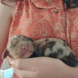 Red merle 1 - Red merle female Aussiedoodle puppy in Apache Junction, Arizona from Loving Doodle