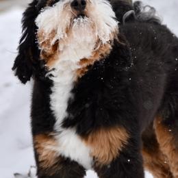 Ollie - Bernedoodle