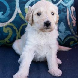 Goldendoodle Puppies from FUVever Goldendoodles