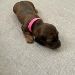 Girl 1 - Angela - Sable female Dachshund puppy in Bakersfield, California from Open Hourglass LLC