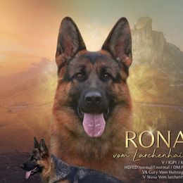 Rona - German Shepherd