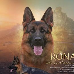 Rona - German Shepherd